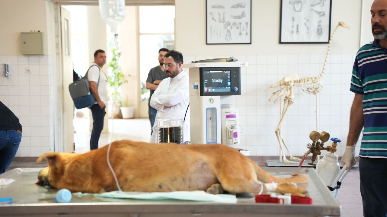 کارگاه بیهوشی استنشاقی در سگ و گربه برگزار شد...